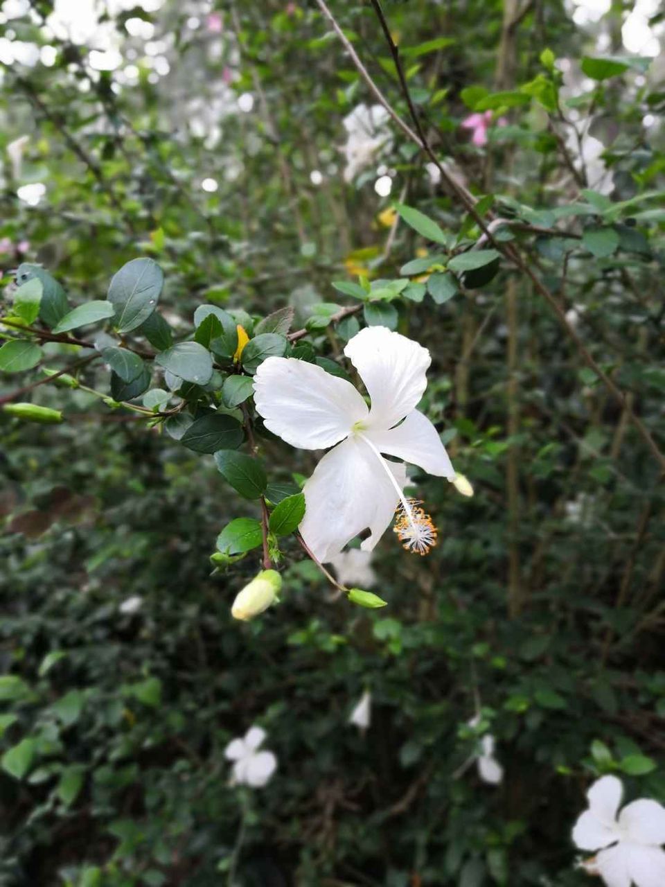 Photo of Sandalkad Estates, Kadagadal - Boikeri Road, Ibnivalvadi Rural, Karnataka, India by Aparajita