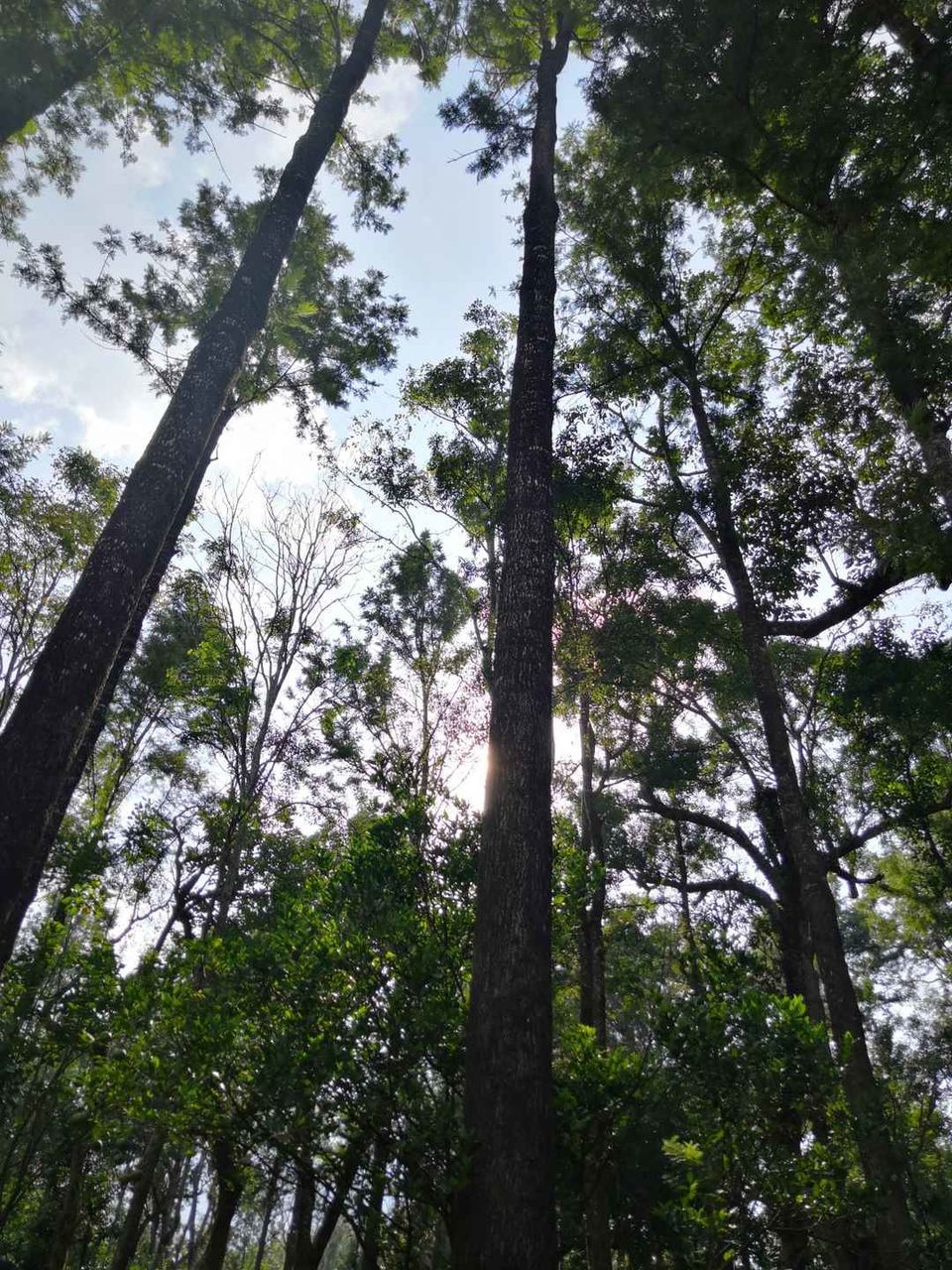 Photo of Sandalkad Estates, Kadagadal - Boikeri Road, Ibnivalvadi Rural, Karnataka, India by Aparajita