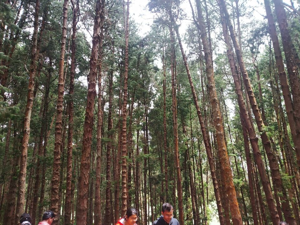 Photo of Pine Forest Shooting Spot, Ooty Main Road, Tamil Nadu, India by Aparajita