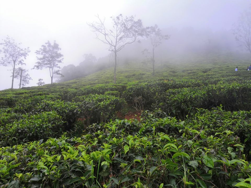 Photo of Coonoor Tea Estate, Coonoor, Tamil Nadu, India by Aparajita