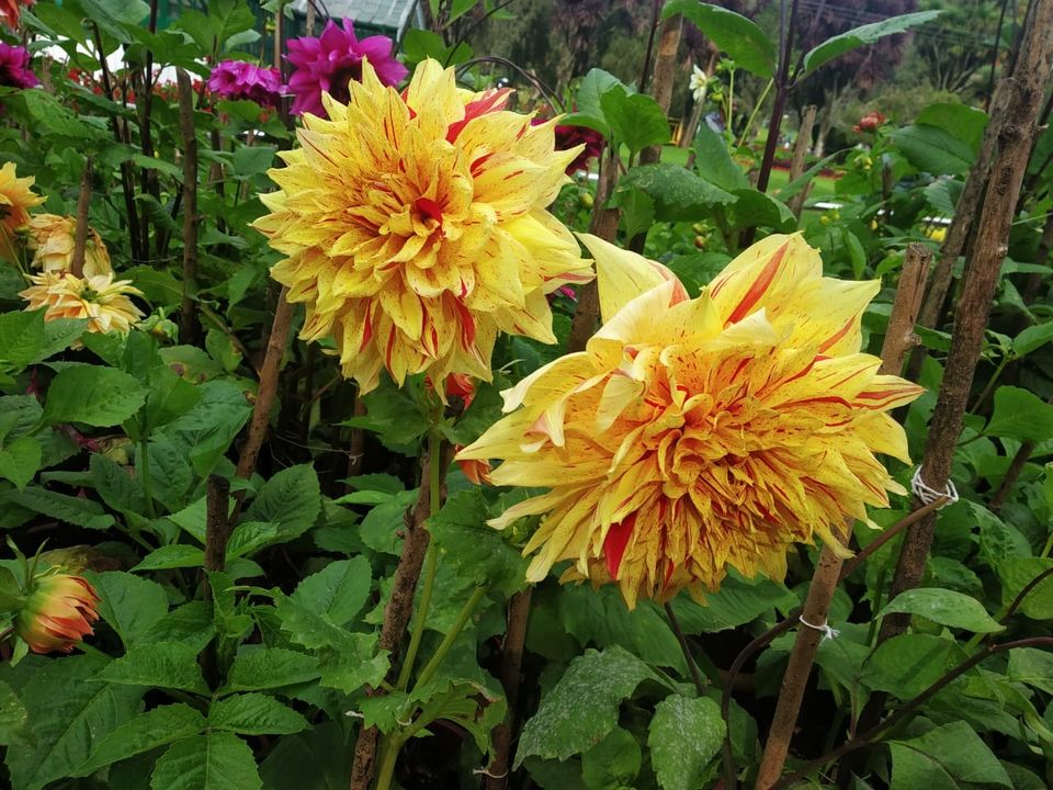 Photo of Government Botanical Garden, Vannarapettai, Ooty, Tamil Nadu, India by Aparajita