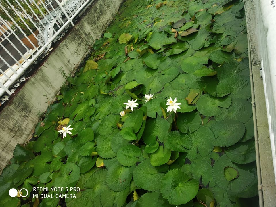 Photo of Ganga Talao, Mauritius by Aparajita