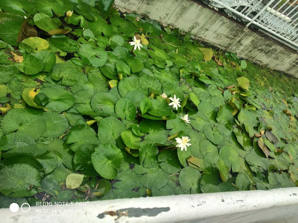 Photo of Ganga Talao, Mauritius by Aparajita