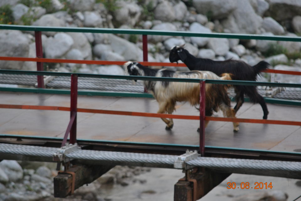Photo of Neugal Khadd, Kangra, Himachal Pradesh, India by Aparajita