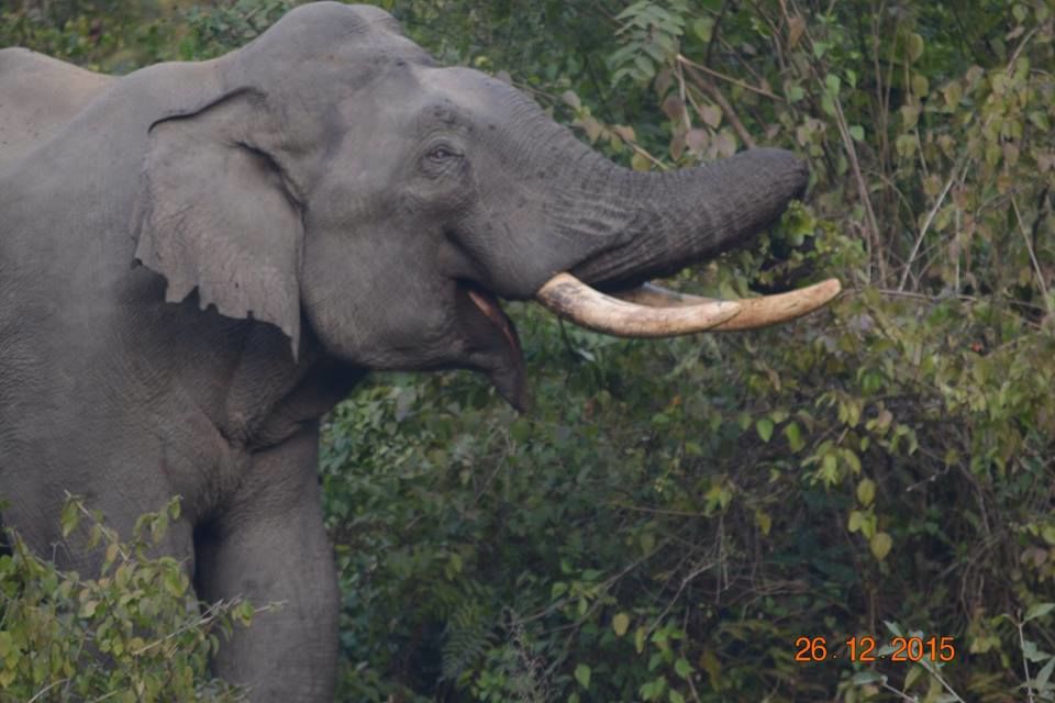Photo of The Elephant Trail at Corbett National Park 1/12 by Aparajita