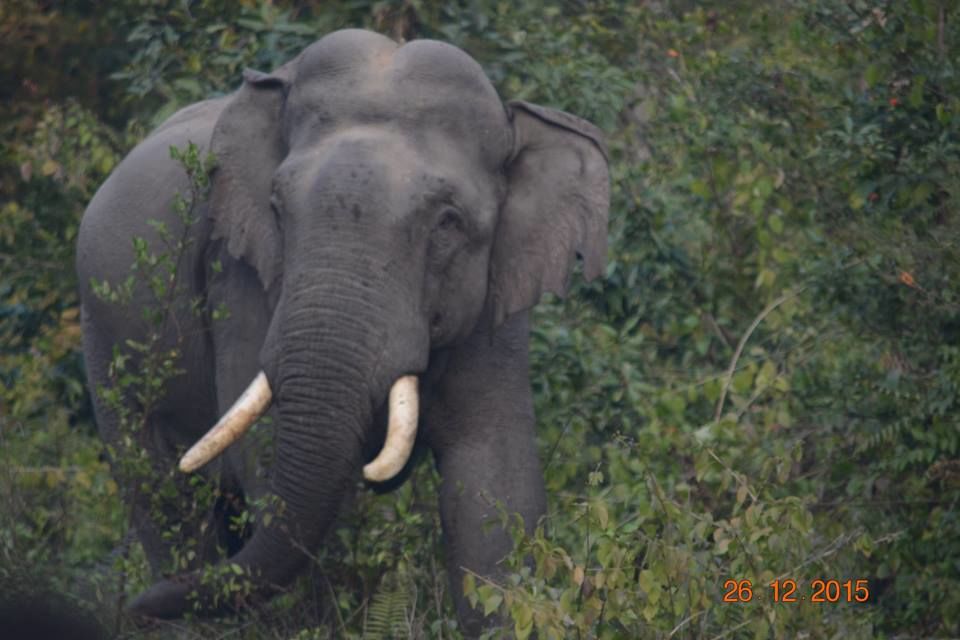 Photo of The Elephant Trail at Corbett National Park 2/12 by Aparajita