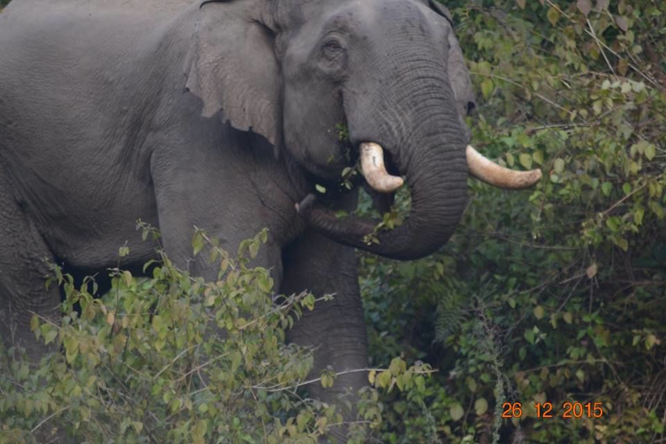 Photo of The Elephant Trail at Corbett National Park 3/12 by Aparajita