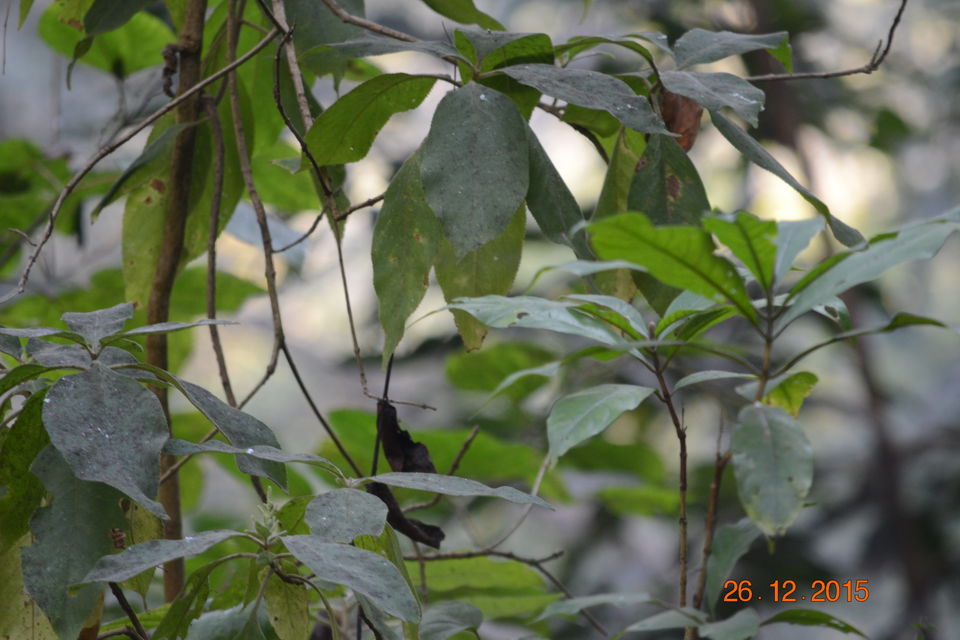 Photo of The Elephant Trail at Corbett National Park 6/12 by Aparajita