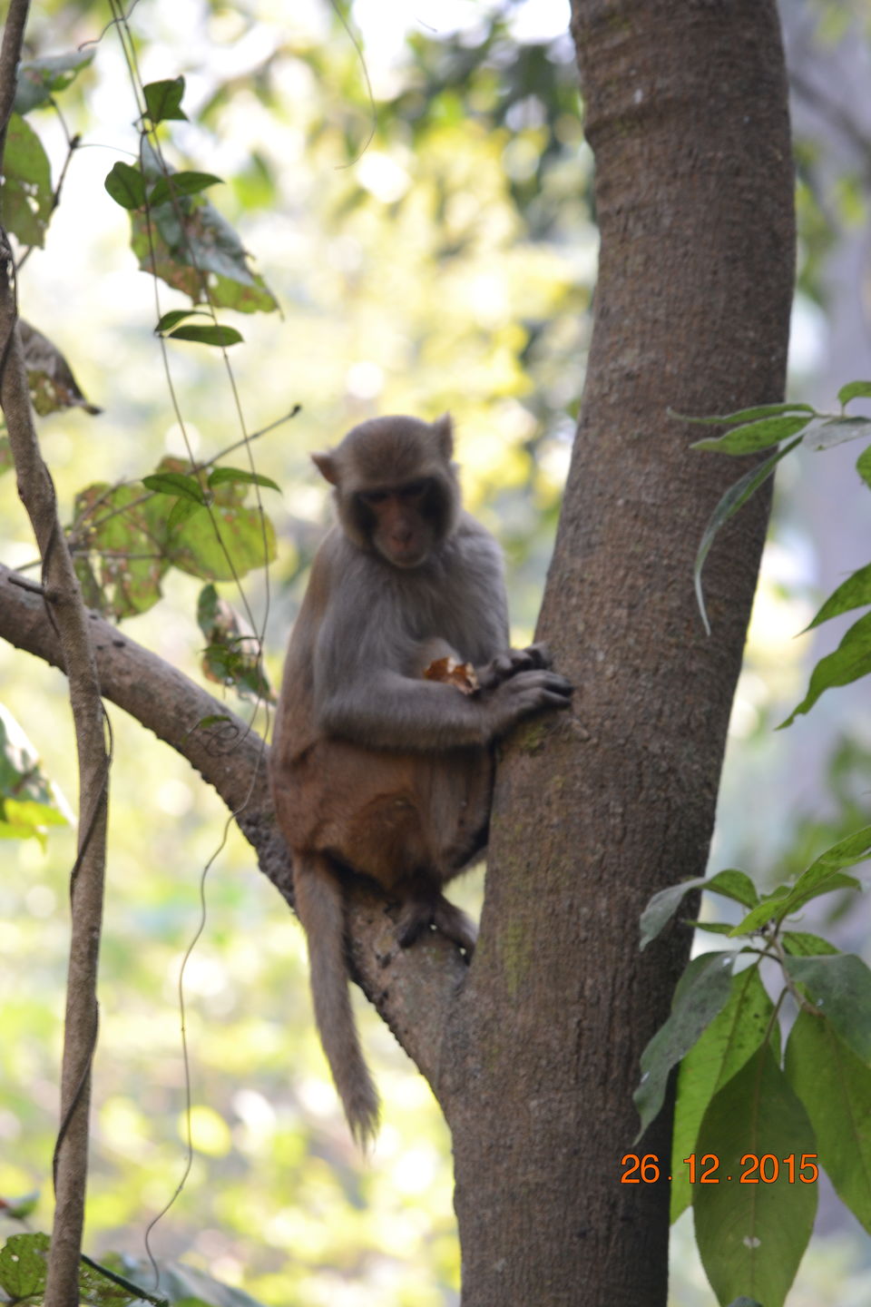 Photo of The Elephant Trail at Corbett National Park 7/12 by Aparajita