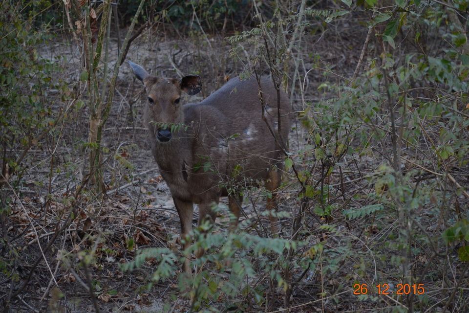 Photo of The Elephant Trail at Corbett National Park 12/12 by Aparajita