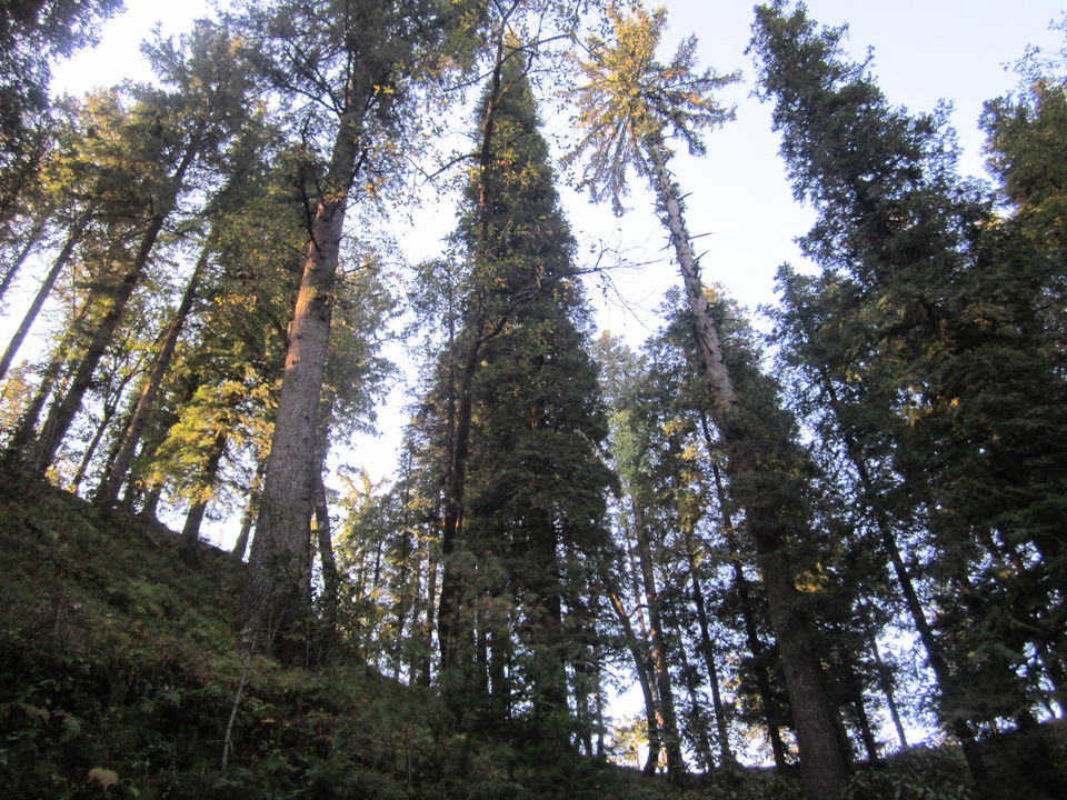 Photo of Atop the hills of Narkanda 1/9 by Aparajita