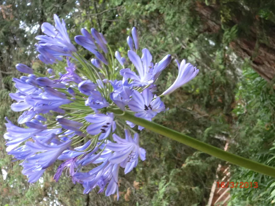 Photo of Ooty Botanical Gardens, Ooty, Tamil Nadu, India by Aparajita