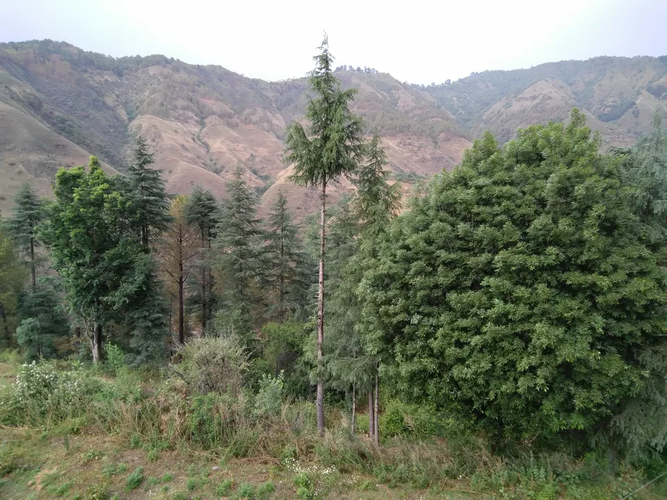 Photo of Hotel Burans, Koruwa, Uttarakhand, India by Aparajita