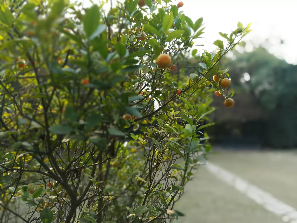 Photo of Fort Unchagaon, Unchagaon, Uttar Pradesh, India by Aparajita