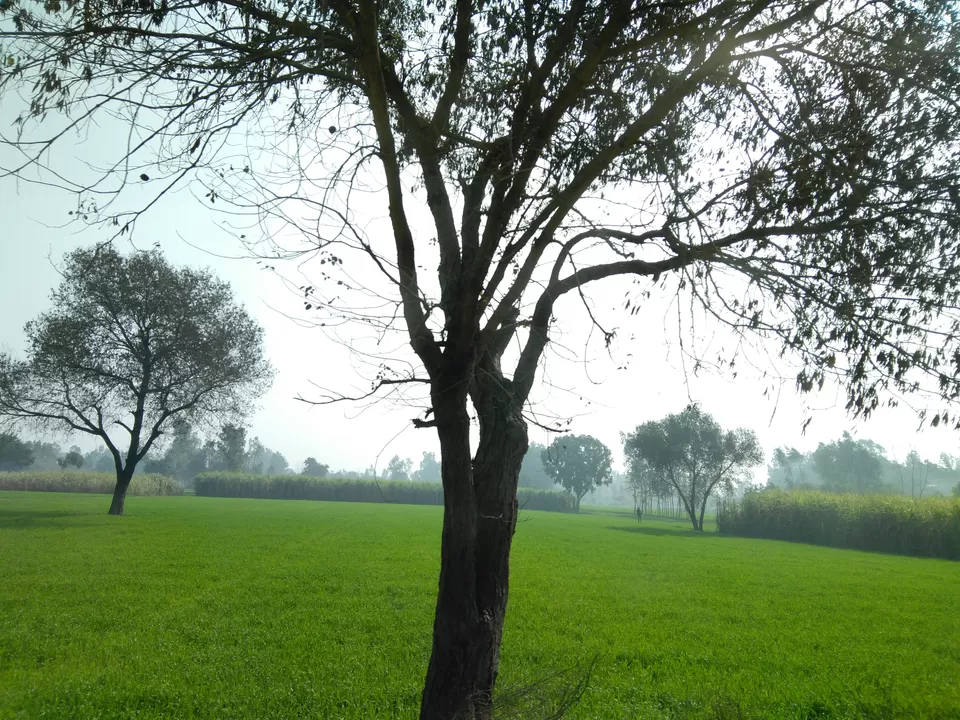 Photo of Amarthal Urf Unchagaon, Uttar Pradesh, India by Aparajita