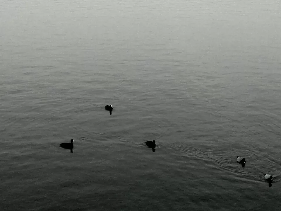 Photo of Sukhna Lake, Sector 1 by Aparajita