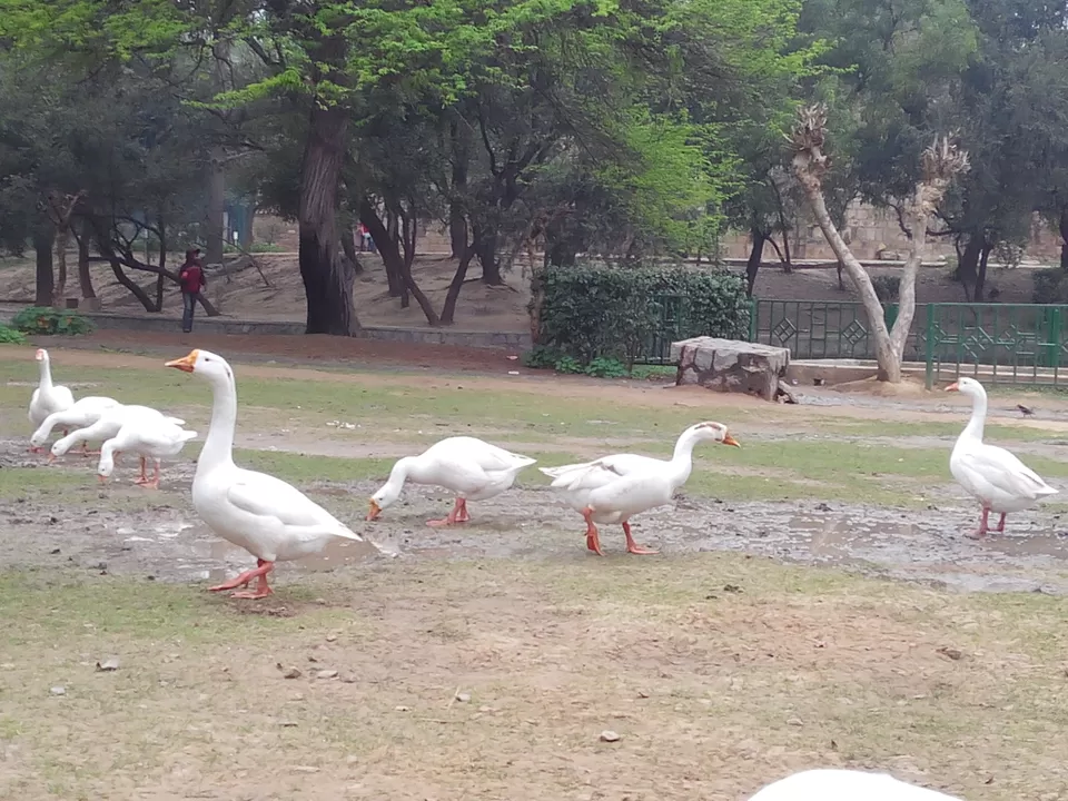 Photo of Lodhi Gardens, Lodhi Estate, New Delhi, Delhi, India by Aparajita