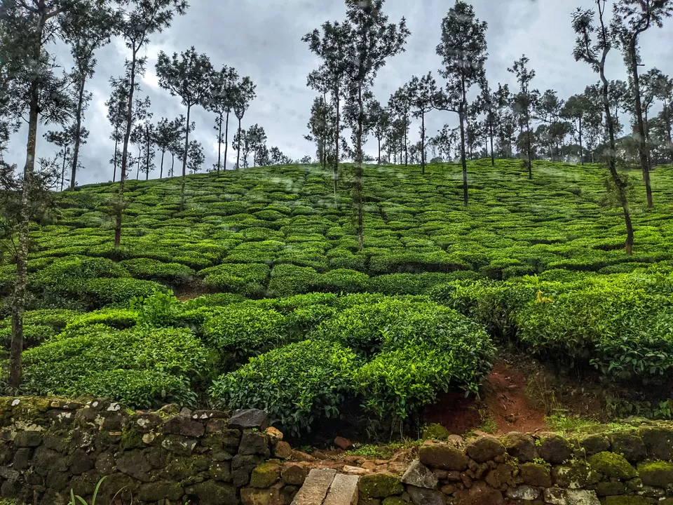 Photo of Just 6 Hrs from Bangalore, This Scenic & Tranquil Homestay Amidst Coffee Estates Won Our Hearts! by Aparajita