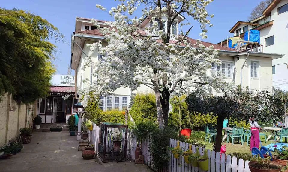 Photo of Dove Cottage, Rajbagh, Srinagar by Aparajita
