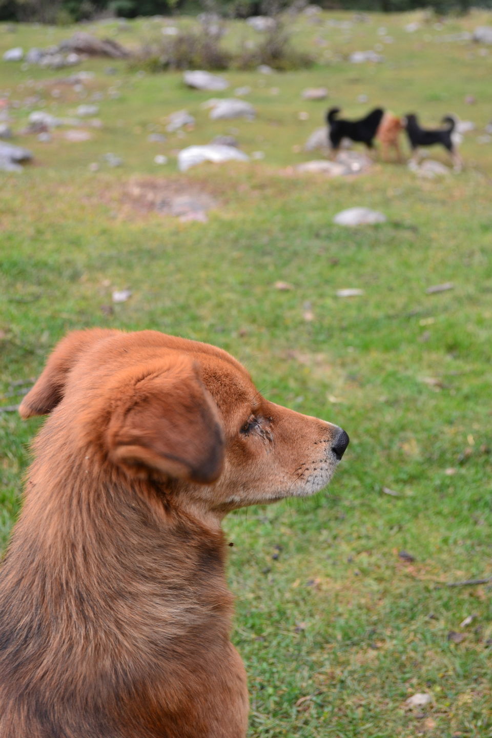 Photo of Kasol - Tosh - Kheerganga 22/39 by Tanmay Jadhav