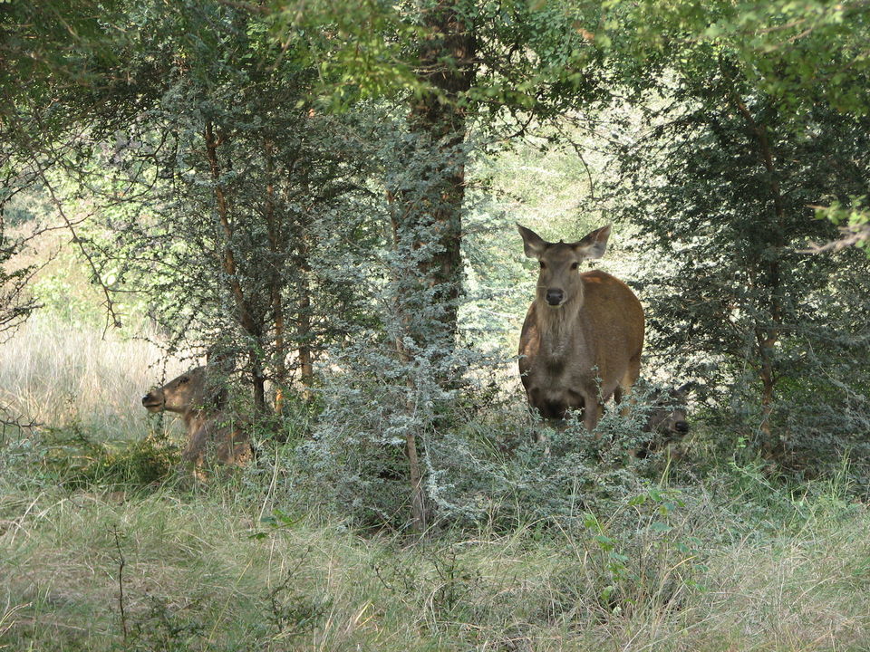 Photo of The Great Western: Rajasthan 43/46 by Doreen Charles