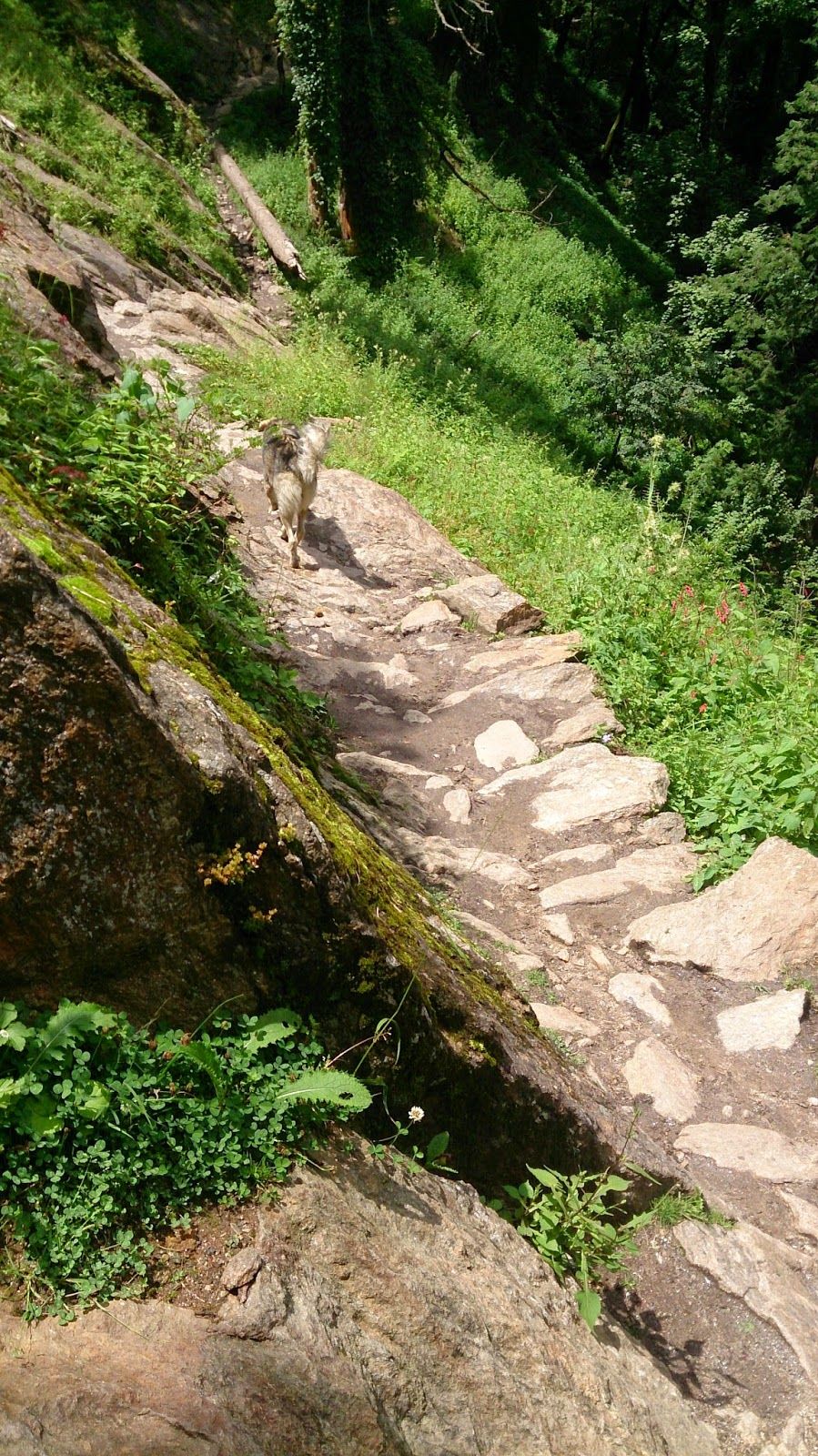 Photo of Kheerganga trek 3/8 by Gurkirat Sekhon