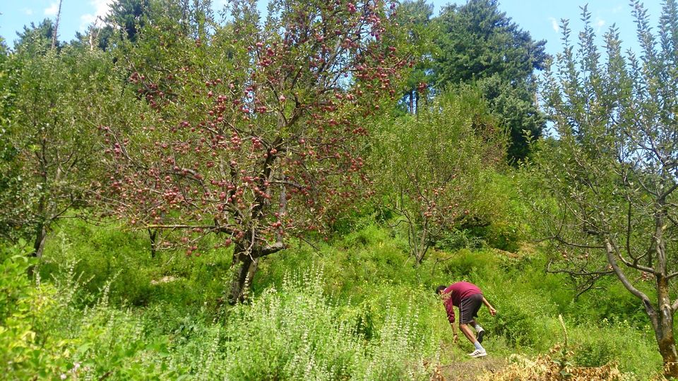 Photo of Kheerganga trek 4/8 by Gurkirat Sekhon
