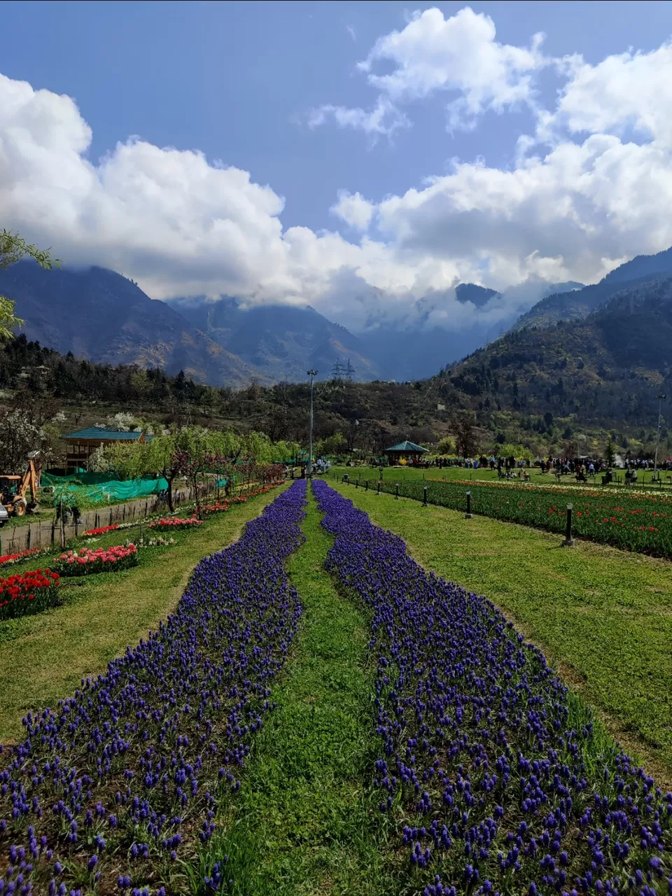Photo of Tulip Garden By Umer Nazir

