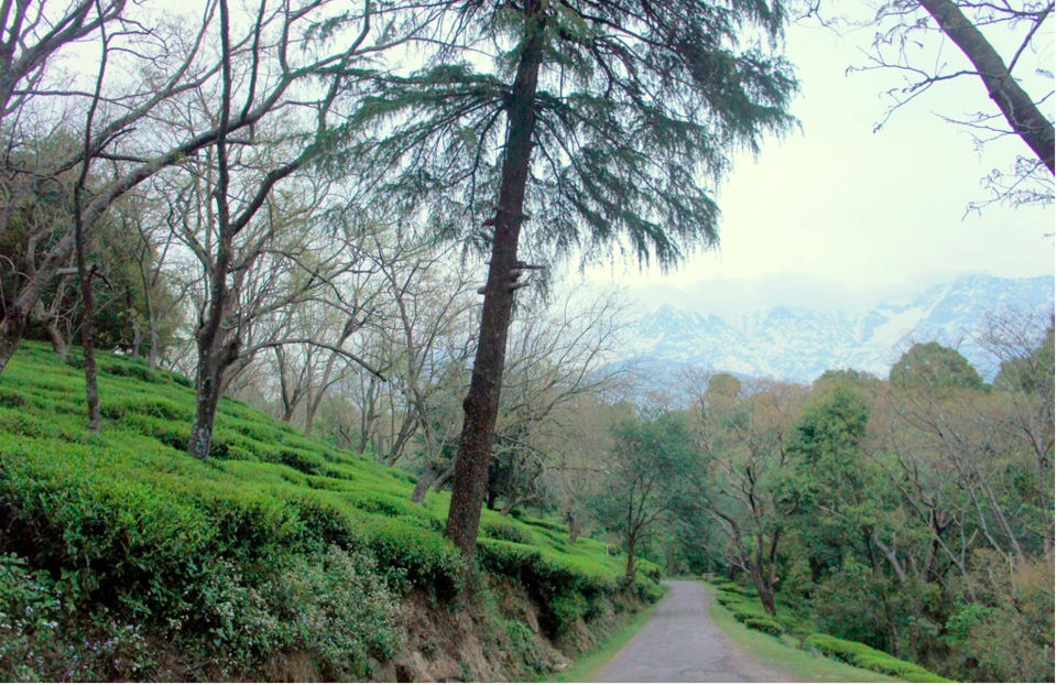 Photo of Home Is Where The Heart Is - The Sojourn, Dharamshala by TANYA JOSHI