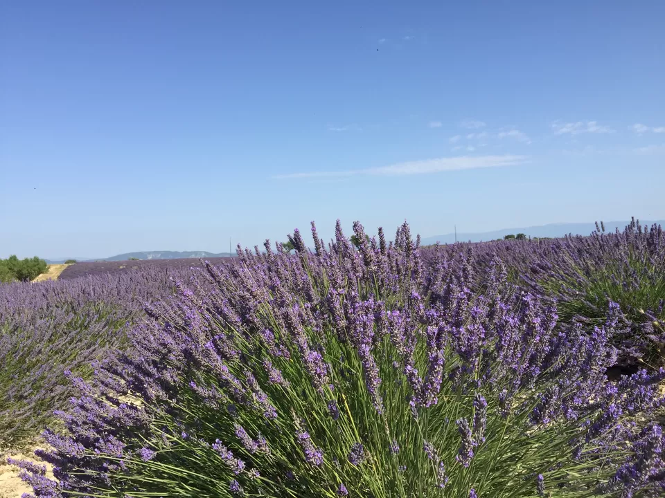 Photo of Valensole, France by Purnima