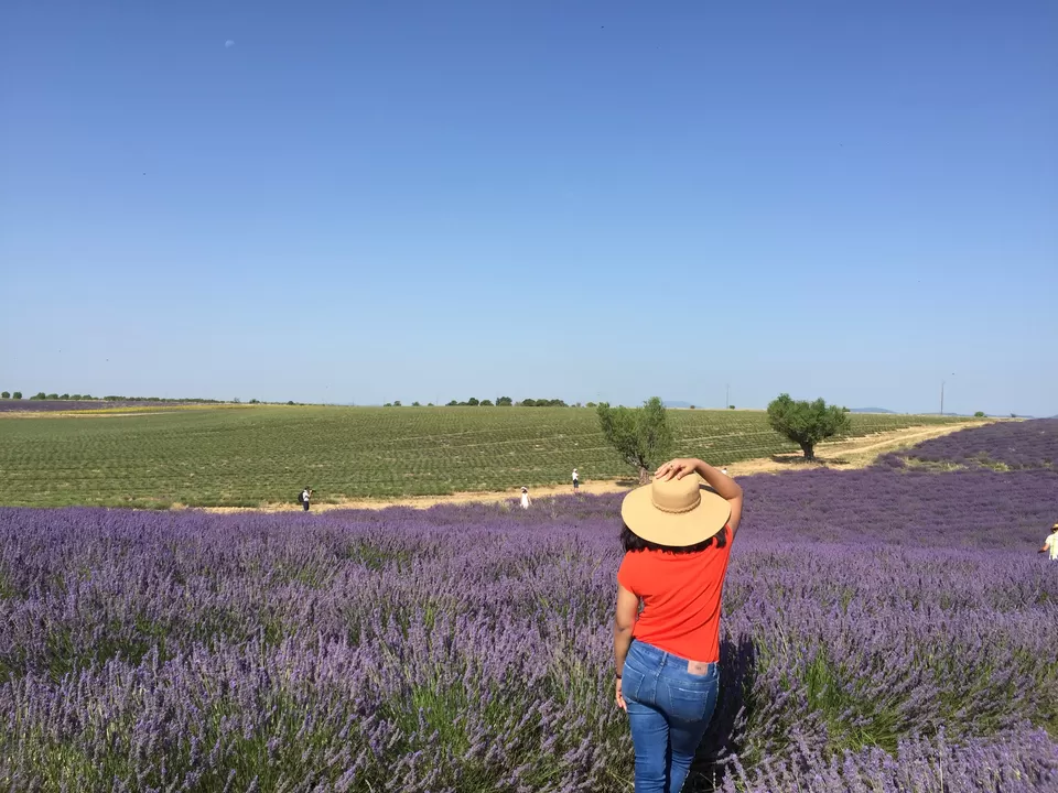 Photo of Valensole, France by Purnima