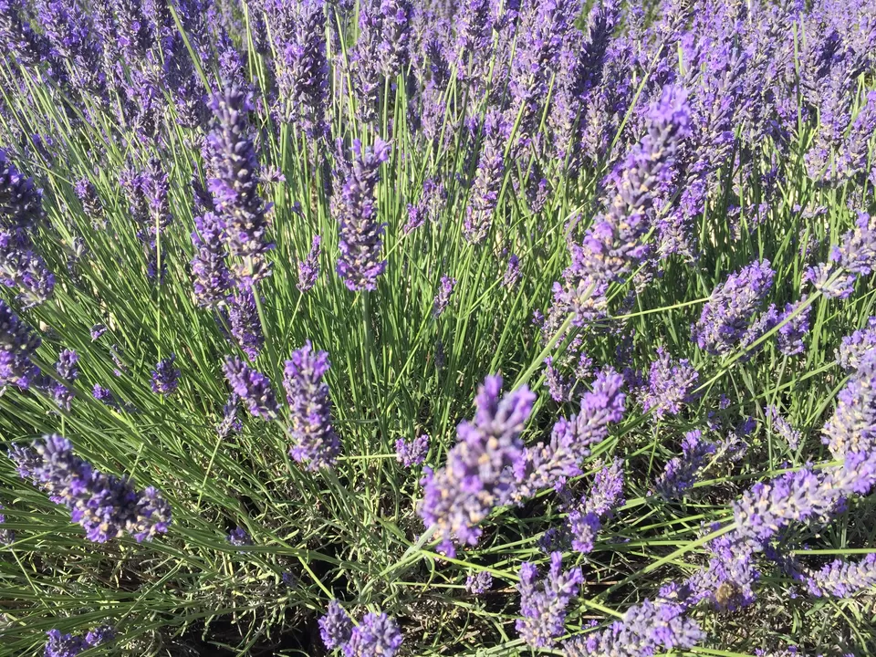 Photo of Valensole, France by Purnima