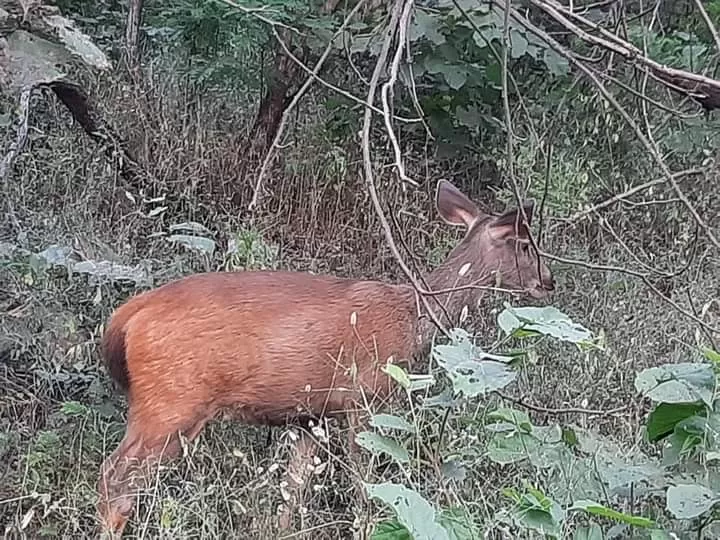 Photo of पन्ना by Hemant Shrivastava