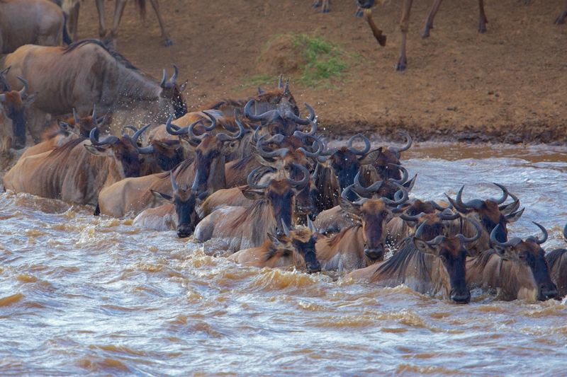 Photo of Kenya Safari: 6-Day Masai Mara Lake Nakuru Amboseli Safari 1/3 by Nature Exploration Safaris