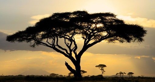 Photo of Kenya Safari: 6-Day Masai Mara Lake Nakuru Amboseli Safari 3/3 by Nature Exploration Safaris