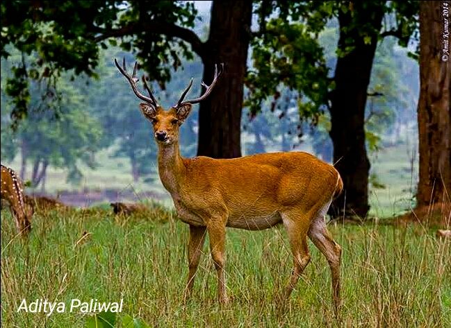 Photo of Kanha national park by ADITYA PALIWAL
