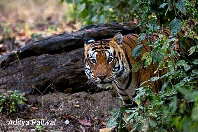 Photo of Kanha national park by ADITYA PALIWAL