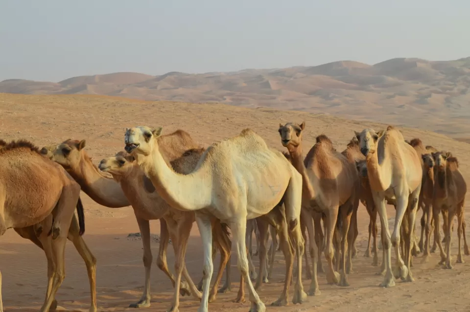 Photo of Tal Mor'eb - Liwa - United Arab Emirates by Siddhartha Somani
