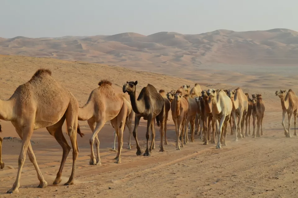 Photo of Tal Mor'eb - Liwa - United Arab Emirates by Siddhartha Somani