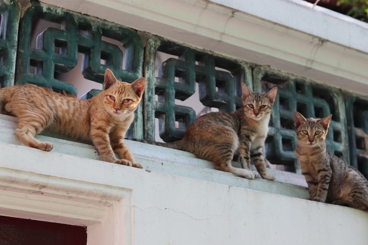 Photo of Where to Volunteer in Bangkok – Making a Meaningful Difference 4/4 by Aurora Gianna