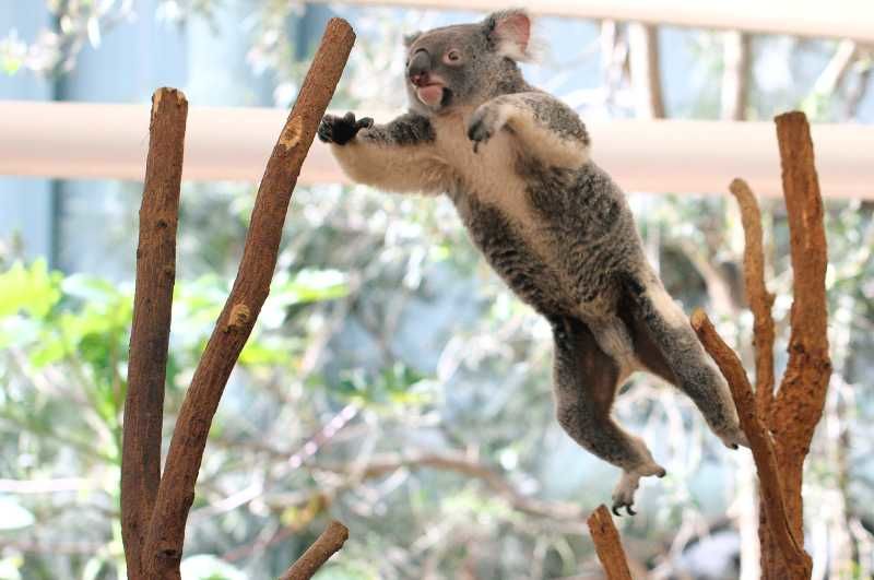 Photo of Top Places in Brisbane That You Must Visit at Least Once – A Truly Memorable Getaway 1/5 by Aurora Gianna