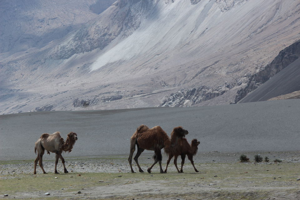 Photo of Dreamland Leh-Ladakh (Chapter 6) 1/1 by Mithilesh Kumar