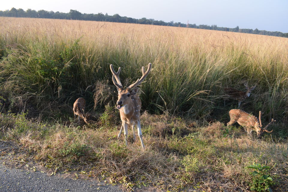 Photo of JIM CORBETT NATIONAL PARK - Part 3 by Mithilesh Kumar