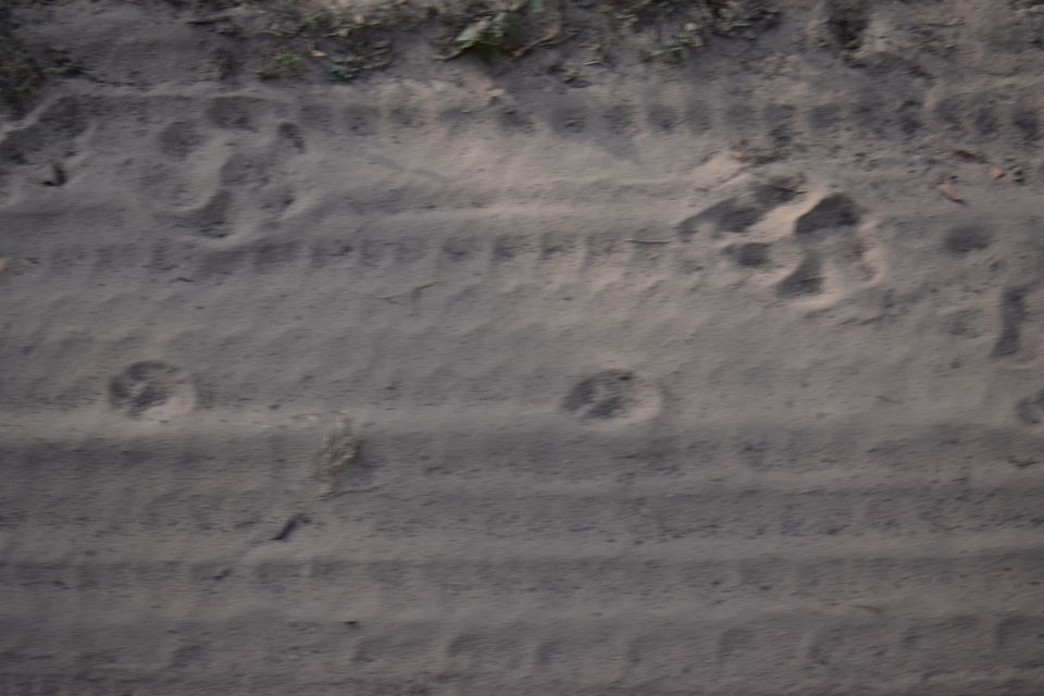 Photo of JIM CORBETT NATIONAL PARK - Part 3 by Mithilesh Kumar