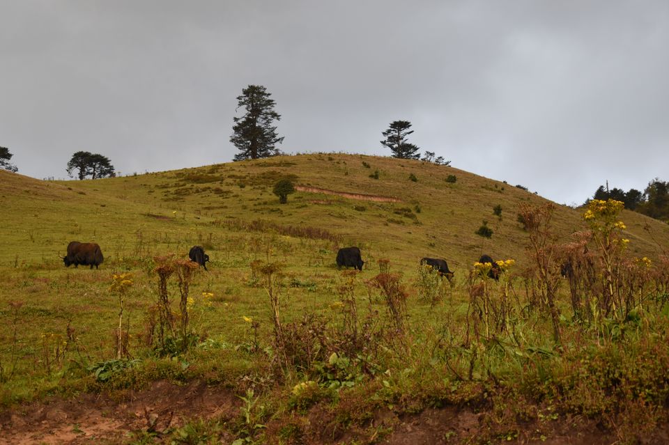 Photo of Road trip to Bhutan. Exploring the Land of Thunder Dragon by Sujoy