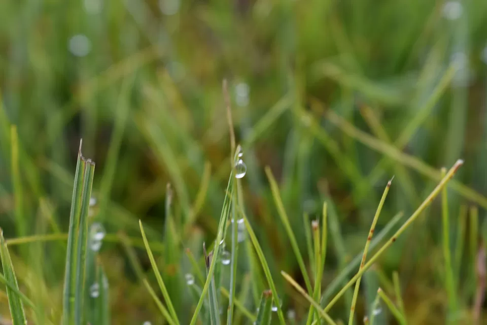 Photo of Phobjikha Valley, Wangdue Phodrang, Bhutan by Sujoy