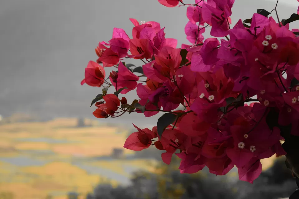 Photo of Lobesa - Metsina, Bhutan by Sujoy