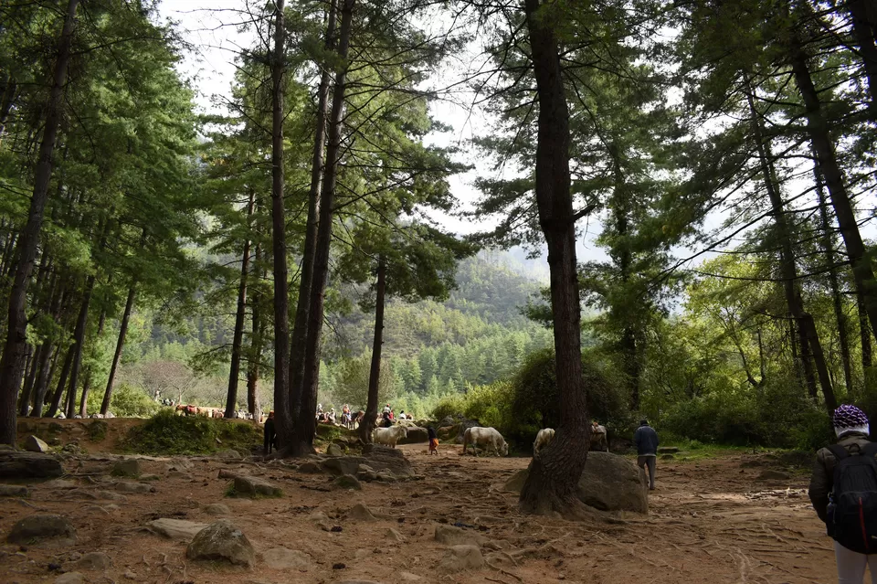 Photo of Road trip to Bhutan. Exploring the Land of Thunder Dragon by Sujoy