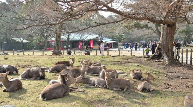 Photo of Nara by Lifetime Travelmates