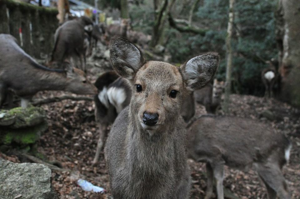 Photo of Nara by Lifetime Travelmates